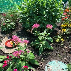 Meet your Posher, Ally